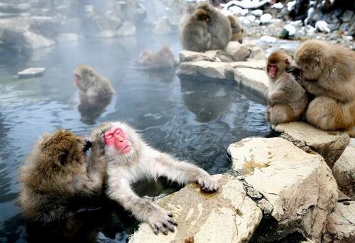 Monyet-monyet liar terlihat santai di air panas di Jigokudani Yaen-Koen park, Yamanouchi, Prefektur Nagano, pada 8 Januari. (Yusaku Kanagawa)