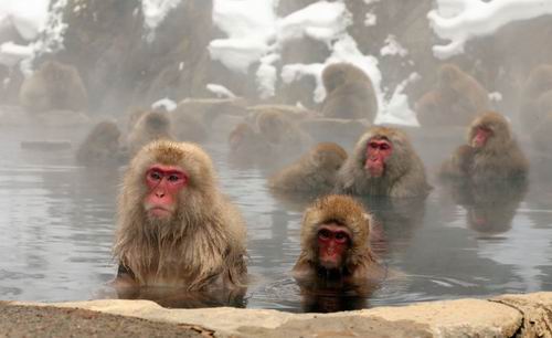 Monyet-monyet liar menghangatkan diri di mata air panas di Jigokudani Yaen-Koen park, Yamanouchi, Prefektur Nagano, pada 8 Januari. (Yusaku Kanagawa)