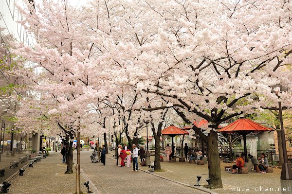 Shirakawa-dori, Gion, Kyoto