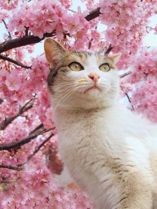 Résultat d’images pour Photos chat dans cerisier du Japon