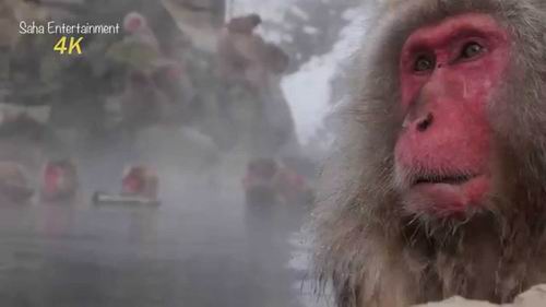 Monyet-monyet yang mandi di mata air panas di Jepang menarik para wisatawan asing