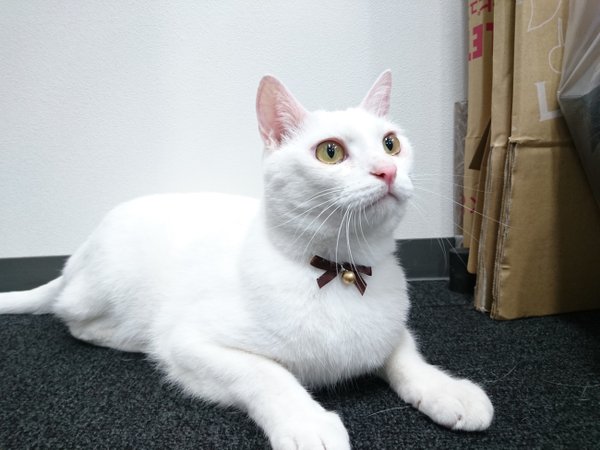 Image result for kucing putih
