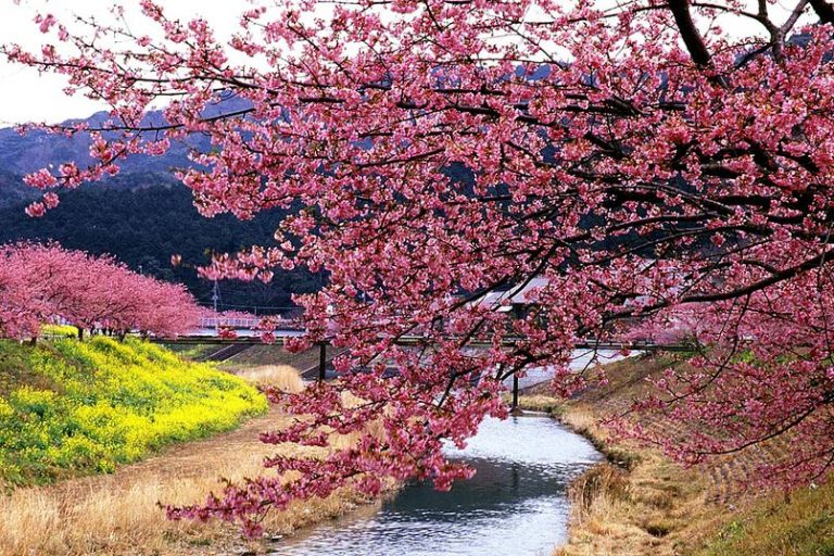 Sakura Superfan Mengejar Mekarnya Bunga di Jepang Selama 17 tahun