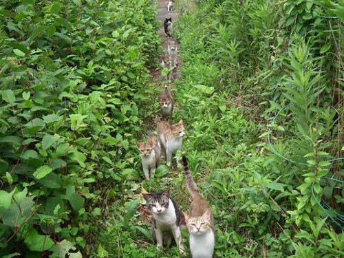 gambar-kucing-yang-paling-diretweet-di-jepang-10 berita jepang