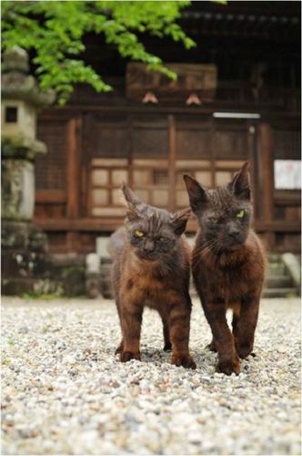 gambar-kucing-yang-paling-diretweet-di-jepang-21 berita jepang