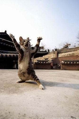 gambar-kucing-yang-paling-diretweet-di-jepang-22 berita jepang