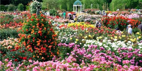 1a keisei-rose-garden-keindahan-taman-mawar-eropa-di-negeri-sakura