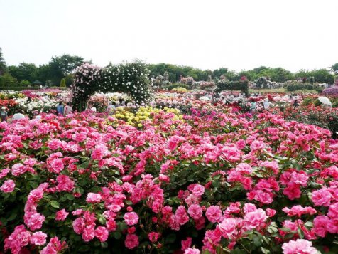 Keisei Rose Garden, keindahan taman mawar Eropa di negeri sakura
