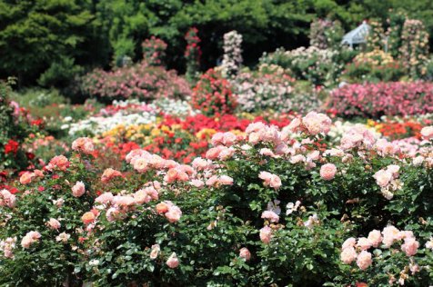 Keisei Rose Garden, keindahan taman mawar Eropa di negeri sakura