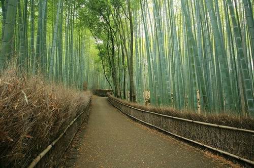 sagano bamboo forest