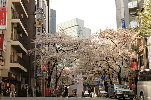 5 Tempat Terbaik di Tokyo Untuk Menyaksikan Bunga Sakura