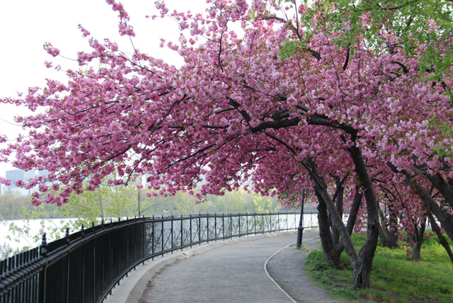 sakura cherry blossom tree