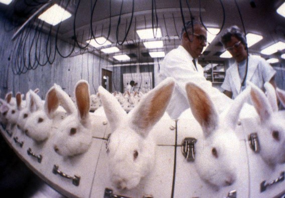 Shiseido-Animal-Testing-Cosmetics