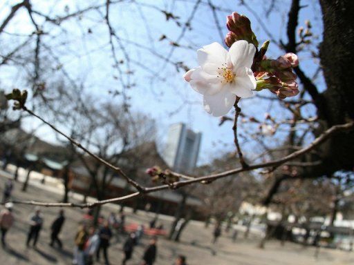 Musim Sakura Telah Resmi Dimulai Di Tokyo