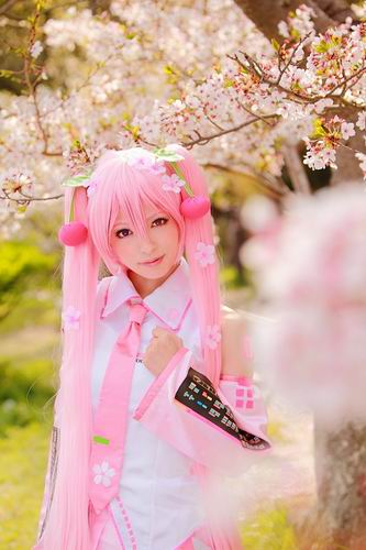 Cosplayer yang melihat mekarnya bunga sakura di Jepang jumlahnya meningkat!