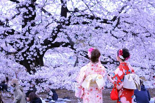 Cosplayer yang melihat mekarnya bunga sakura di Jepang jumlahnya meningkat!