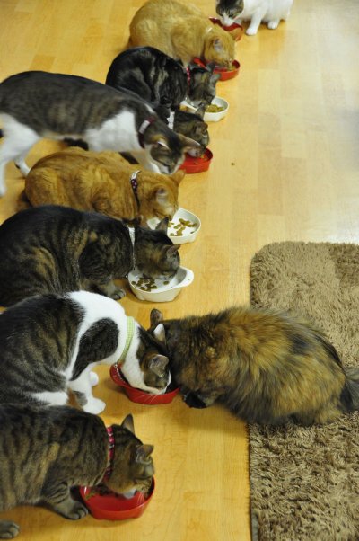 Pengusaha Kyoto mengubah 13 kucing liar menjadi bisnis populer