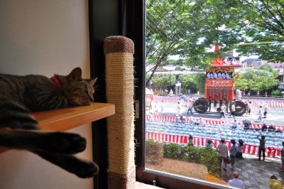 Pengusaha Kyoto mengubah 13 kucing liar menjadi bisnis populer