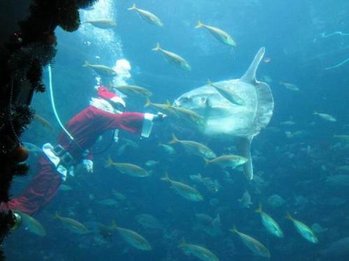 Underwater Santa menyapa para pelanggan akuarium di Tokyo