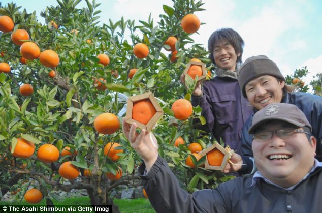 Jeruk Segi Lima - Jimat Keberuntungan Untuk Pelajar di Jepang!