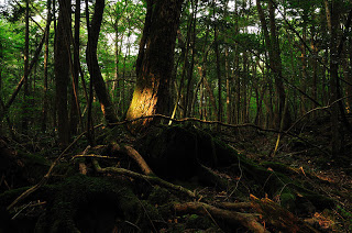 Hutan Aokigahara