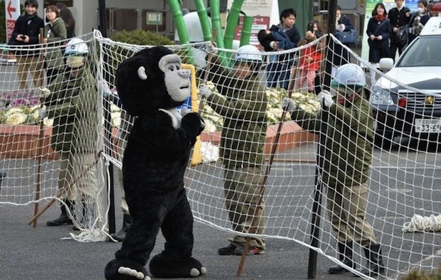 ueno-zoo-escaped-gorilla-zookeeper-fake-drill-1