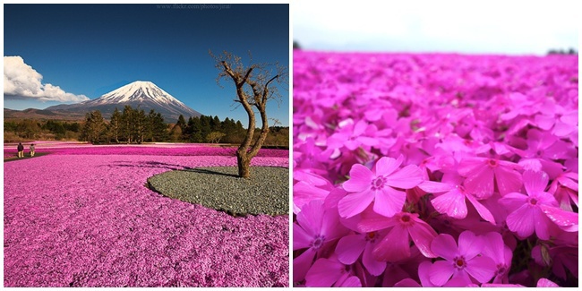 wow-padang-bunga-pink-di-jepang-ini-sangat-indah-bagai-di-alam-mimpi