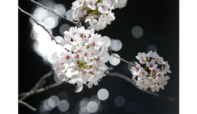 Menikmati Pesona Sakura Bermekaran di Jepang