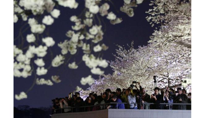 Menikmati Pesona Sakura Bermekaran di Jepang