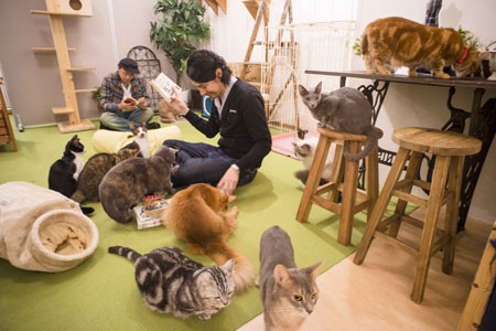 Manga Cafe x Cat Cafe = Heaven! (2)