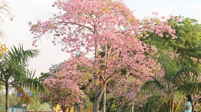 Bunga Sakura asal Jepang mulai mekar dan bersemi dengan indah di Batam