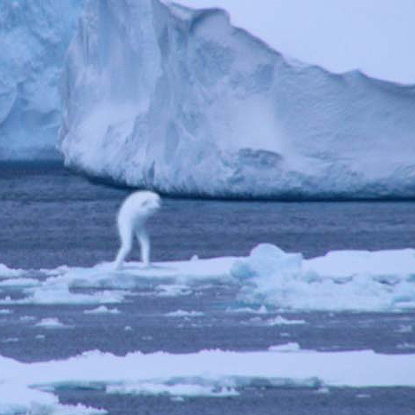 'Ningen' makhluk laut humanoid dari Antartika yang membuat penasaran orang Jepang 