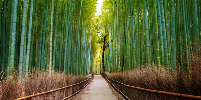 terowongan-bambu-hutan-sagano-arashiyama-kyoto-rev1