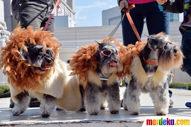 Wow! 100 anjing di Jepang ini berubah menjadi singa yang unik!