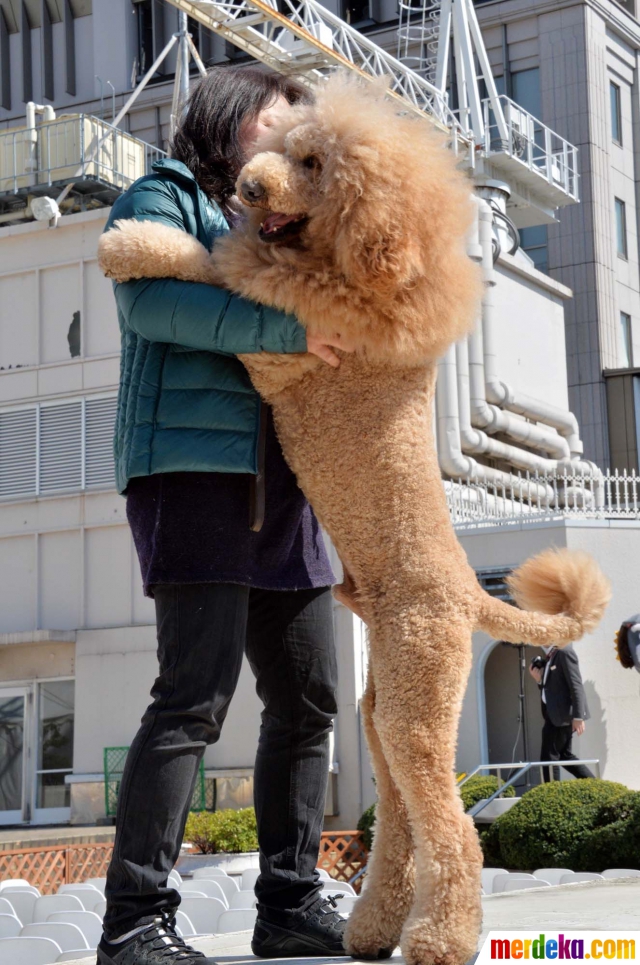 Wow! 100 anjing di Jepang ini berubah menjadi singa yang unik!