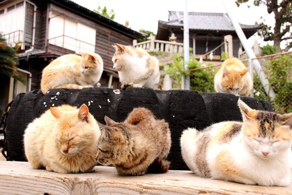 cat island japan 01