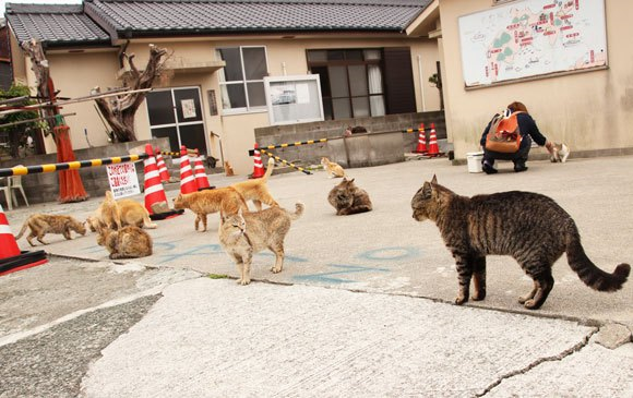 cat island japan 03