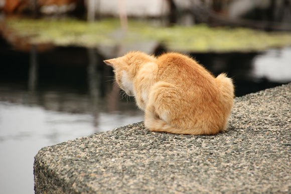 cat island japan 06