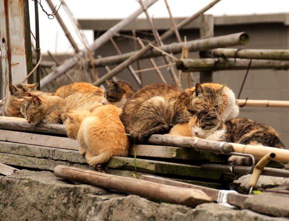 cat island japan 15