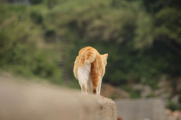 cat island japan 16