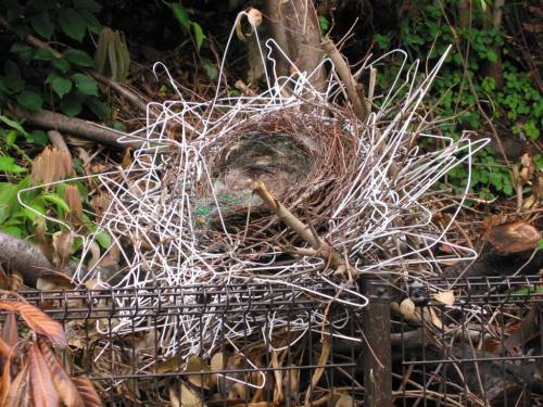 coat-hanger-nest-crow (1)