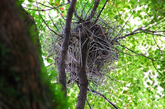 coat-hanger-nest-crow (2)