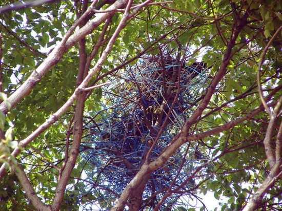 coat-hanger-nest-crow (4)