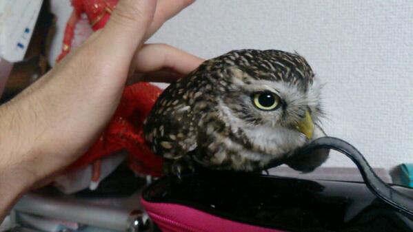 little-owl- (2)