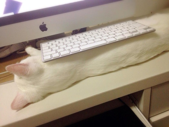 setsu keyboard cat (3)