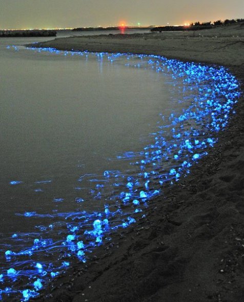 Indahnya pantai Teluk Toyama yang 'menyala' biru di malam hari