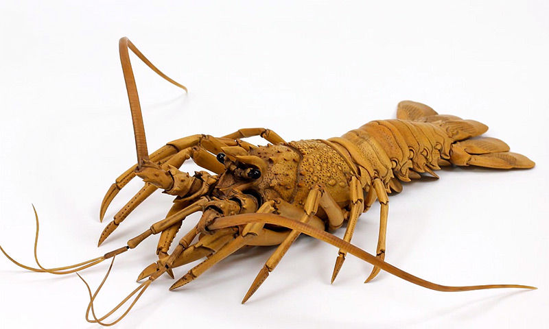 boxwood-lobster