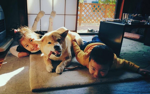 Maru, Anjing Paling Bahagia Dari Jepang Yang Suka Sekali Tersenyum