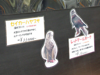 Inilah kafe untuk para pecinta burung elang di kota Mitaka, Jepang