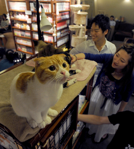 Kafe kucing di Jepang yang buka selama berjam-jam menimbulkan perdebatan